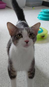 Nash -  Domestic Medium Hair Cat for Adoption in Montello, Wisconsin - Nash | PetCurious