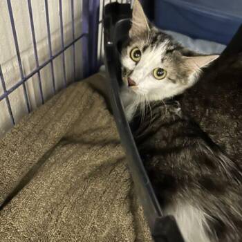 Peanut -  Domestic Medium Hair Cat for Adoption in Burlington, Iowa - Peanut | PetCurious