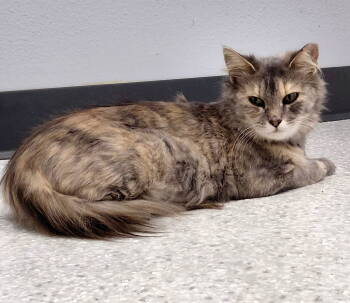 Rescue Domestic Medium Hair and Dilute Calico Cats for Adoption in Montello, Wisconsin - Lucille | PetCurious