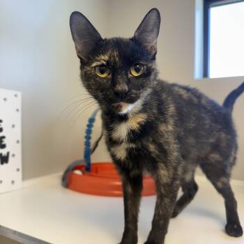 Rescue Domestic Short Hair Cats for Adoption in Liberty, Missouri - Circe | PetCurious
