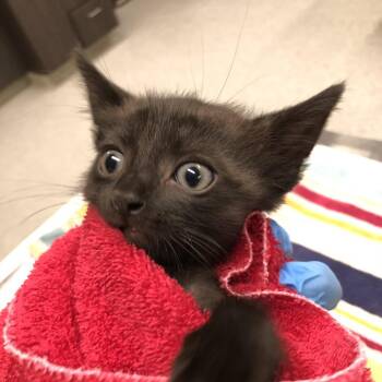 Onyx -  Domestic Short Hair Cat for Adoption in Oak Park, Illinois - Onyx | PetCurious