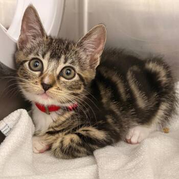 Canary -  Domestic Short Hair Cat for Adoption in Newark, New Jersey - Canary | PetCurious