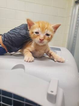 Rescue Domestic Short Hair Cats for Adoption in Winder, Georgia - 2025-08-123 *Sheldon* | PetCurious