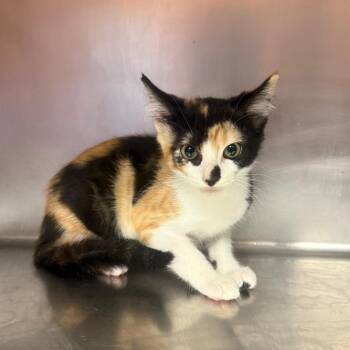 Cali 5580 -  American Shorthair Cat for Adoption in Hamilton, Georgia - Cali 5580 | PetCurious