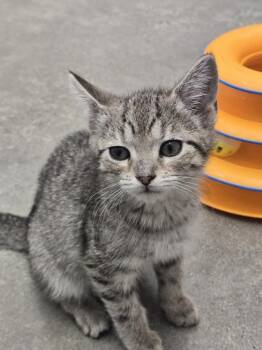 JJ -  Tabby Cat for Adoption in New Rochelle, New York - JJ | PetCurious