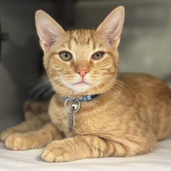 NCR8898 Banana -  Domestic Short Hair Cat for Adoption in Port Washington, New York - NCR8898 Banana | PetCurious