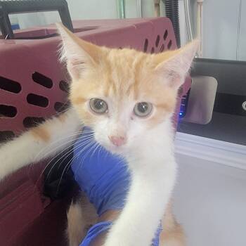 Rescue Domestic Short Hair Cats for Adoption in Troy, Illinois - Happy Gilmore | PetCurious