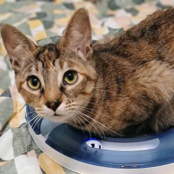 Autumn - Chatty and Loving -  Dilute Tortoiseshell Cat Available for Adoption in Hamilton, Ontario - Autumn - Chatty And Loving | PetCurious