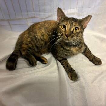 Elana -  Domestic Short Hair Cat for Adoption in Folsom, Louisiana - Elana | PetCurious