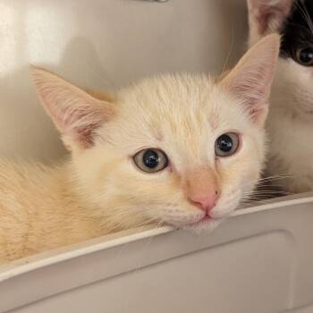 Waterloo -  Domestic Short Hair Cat for Adoption in Redwood City, California - Waterloo | PetCurious