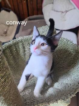 Conway -  Domestic Short Hair Cat for Adoption in Oviedo, Florida - Conway | PetCurious