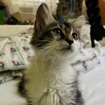 Thunder -  Domestic Medium Hair Cat for Adoption in North Port, Florida - Thunder | PetCurious