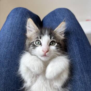 Domestic Short Hair Cats Available for Adoption in Redwood City, California - Cola (grey Collar) | PetCurious
