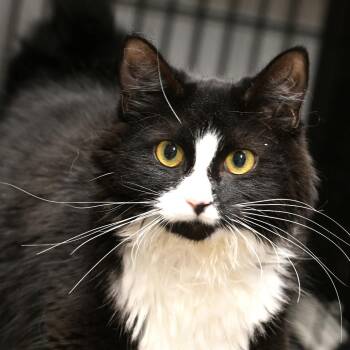 Domestic Long Hair Cats Available for Adoption in Chilliwack, British Columbia - Poly | PetCurious