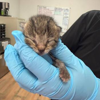 Isa -  Domestic Short Hair Cat for Adoption in Edinburg, Texas - Isa | PetCurious