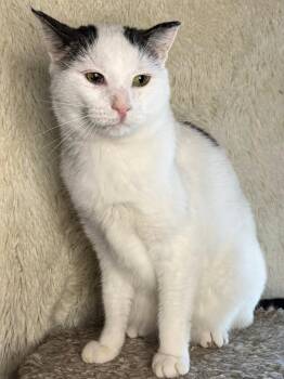 Rescue Domestic Short Hair Cats for Adoption in Sioux Falls, South Dakota - George | PetCurious