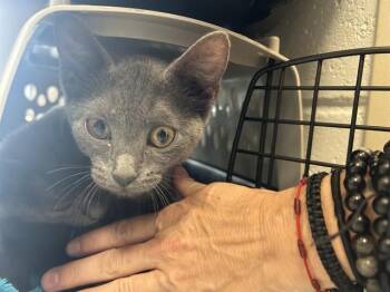 LORSA -  Domestic Short Hair Cat for Adoption in Ocala, Florida - LORSA | PetCurious