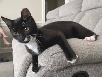 Tuxedo Cats Available for Adoption - Peanut | PetCurious