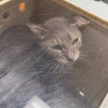 Mantis -  Domestic Short Hair Cat for Adoption in Philadelphia, Pennsylvania - Mantis | PetCurious