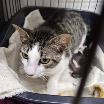 Ding -  Domestic Short Hair Cat for Adoption in Hattiesburg, Mississippi - Ding | PetCurious