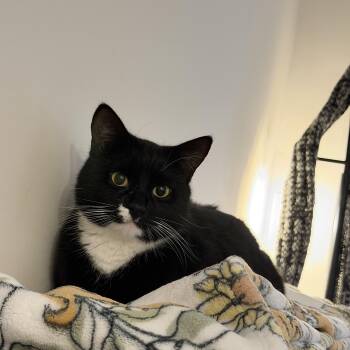 tony -  Tuxedo Cat for Adoption in North Myrtle Beach, South Carolina - Tony | PetCurious