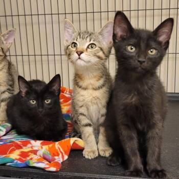 Batty -  Domestic Short Hair Cat for Adoption in Milan, Illinois - Batty | PetCurious