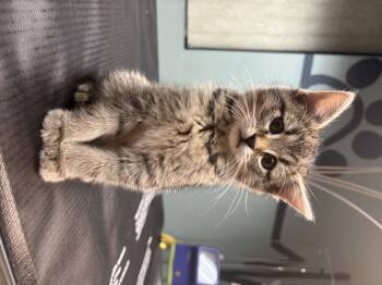 Rescue Domestic Short Hair Cats for Adoption in Boone, Iowa - Jack Sparrow | PetCurious