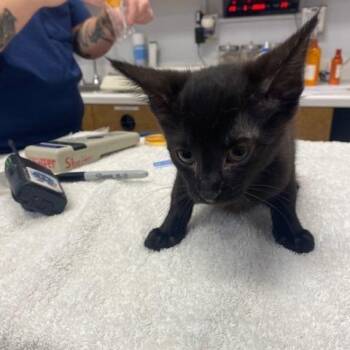 Serrano -  Domestic Short Hair Cat for Adoption in West Palm Beach, Florida - Serrano | PetCurious