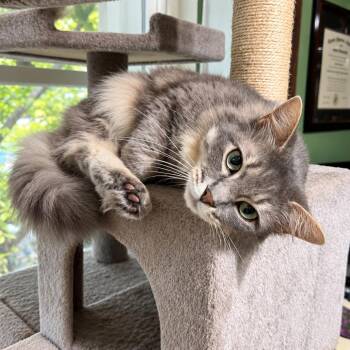 Molly -  Domestic Long Hair Cat for Adoption in Silver Spring, Maryland - Molly | PetCurious
