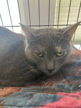 Domestic Short Hair Cats Available for Adoption - Skipper | PetCurious