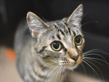 McLovin -  Domestic Short Hair Cat for Adoption in Portland, Oregon - McLovin | PetCurious
