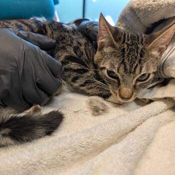 Waltz -  Domestic Short Hair Cat for Adoption in Pasadena, California - Waltz | PetCurious