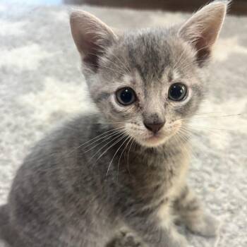 Spice -  Domestic Short Hair Cat for Adoption in Newport News, Virginia - Spice | PetCurious