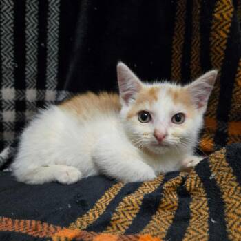 Perseus -  Domestic Short Hair Cat for Adoption in Biltmore Forest, North Carolina - Perseus | PetCurious