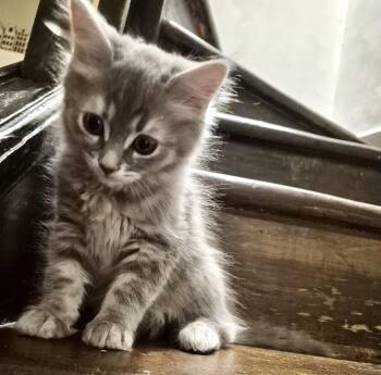Raja -  Tabby and Domestic Medium Hair Cat for Adoption in Vaughan, Ontario - Raja | PetCurious
