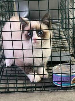 Snowshoe Cats Available for Adoption in Valley Park, Oklahoma - Snow | PetCurious