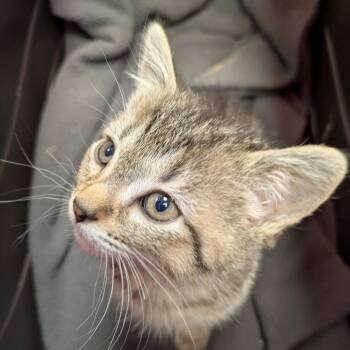 Jenga -  Domestic Short Hair Cat for Adoption in South Burlington, Vermont - Jenga | PetCurious