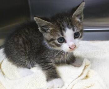 Domestic Short Hair Cats Available for Adoption in Lafayette, Louisiana - Kameron | PetCurious