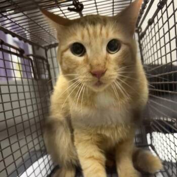 Heath -  American Shorthair Cat for Adoption in Lufkin, Texas - Heath | PetCurious
