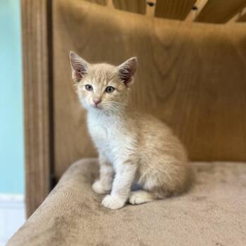 Fletcher--In Foster -  Domestic Short Hair Cat for Adoption in Fargo, North Dakota - Fletcher--In Foster | PetCurious