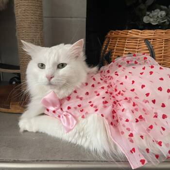Polly -  Domestic Long Hair Cat for Adoption in Costa Mesa, California - Polly | PetCurious
