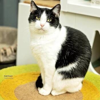 Rescue Domestic Medium Hair Cats for Adoption in Henderson, Kentucky - Nina | PetCurious