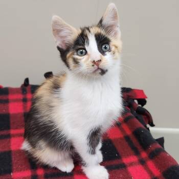 Zelda -  Calico Cat for Adoption in Marshfield, Wisconsin - Zelda | PetCurious