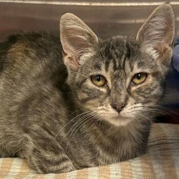 Crescent -  Domestic Short Hair Cat for Adoption in East Hanover, New Jersey - Crescent | PetCurious