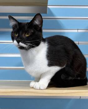 Domestic Short Hair Cats Available for Adoption in Colorado Springs, Colorado - Estelle Bright | PetCurious