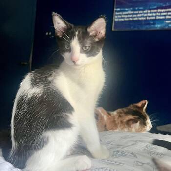 Pinto Bean -  Domestic Short Hair Cat for Adoption in Wyandotte, Michigan - Pinto Bean | PetCurious