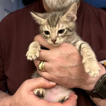 Octavian (green collar) -  American Shorthair Cat for Adoption in Coos Bay, Oregon - Octavian (green Collar) | PetCurious