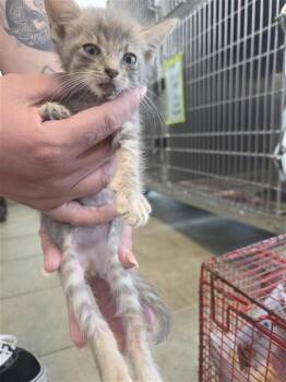 Domestic Short Hair Cats Available for Adoption in San Antonio, Texas - PISTON | PetCurious