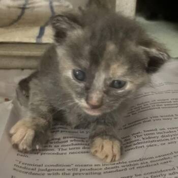 C4 -  Domestic Short Hair Cat for Adoption in San Antonio, Texas - C4 | PetCurious