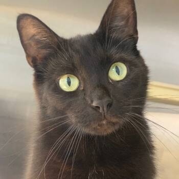 Rescue Domestic Short Hair Cats for Adoption in Lynchburg, Virginia - Eclipse | PetCurious